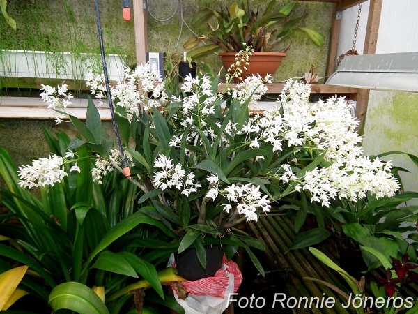 Dendrobium kingianum alba